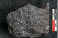 Foto (Detailansicht) von Thinnfeldia gracilis Ettingshausen (NHMW-GEO-2024-0188-10317)